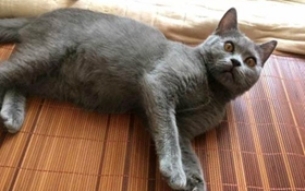 怎么训练俄罗斯蓝猫和你握手 猫猫握手训练视频